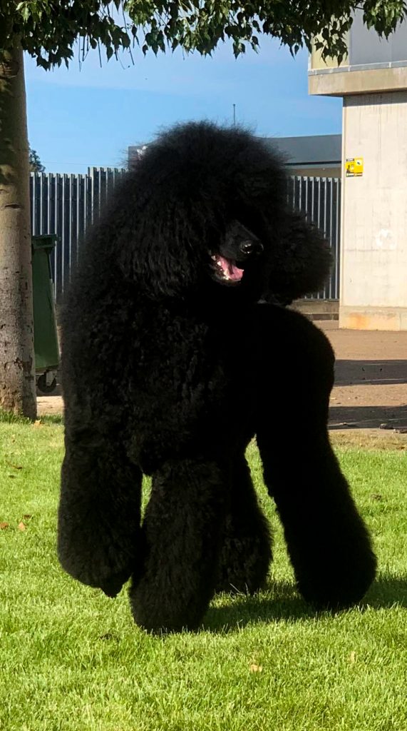 caniches gigantes en españa,criadero de caniches en españa,caniches en españa, caniches gigantes negros, caniche gigantenegro, mejor caniche gigante negro de españa, caniche gigante negro campeon de gibraltar junior,CANICHES GIGANTES NEGRO EL YOC EDWARD ,CANICHES GIGANTES EN ESPAÑA,CANICHES EN ESPAÑA,CANICHES GIGANTES ESPAÑA,CRIADERO DE CANICHES GIGANTES EN ESPAÑA, caniche gigante en españa, caniche gigante, standard poodle, caniche,