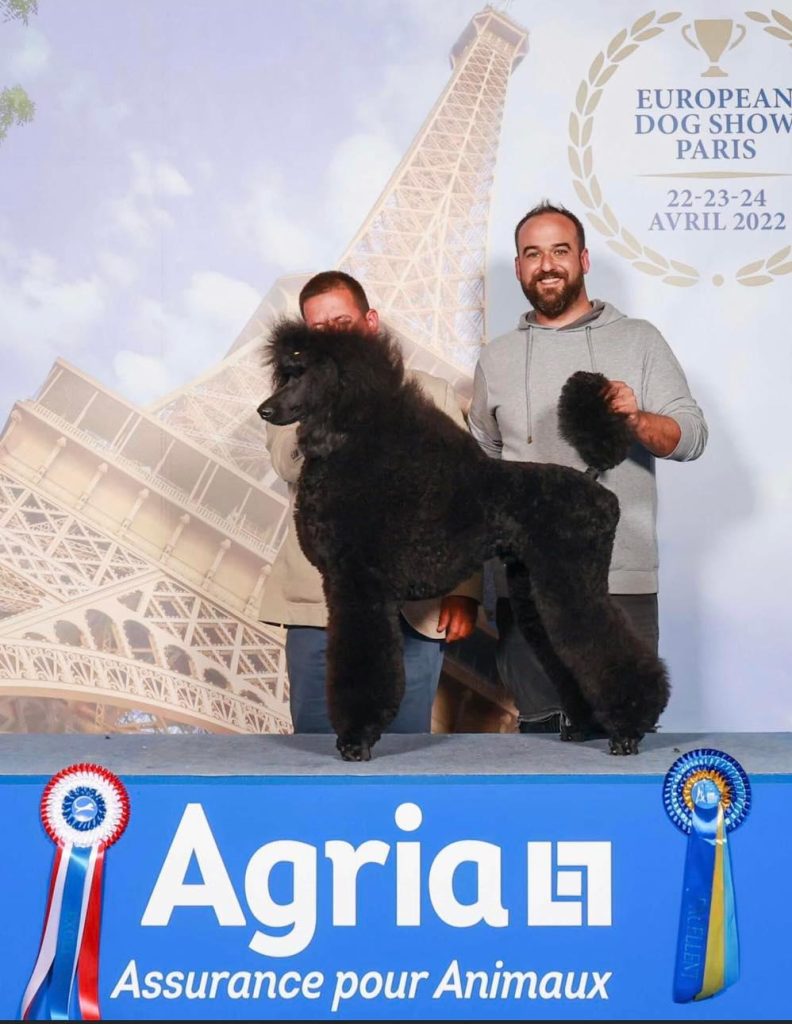 caniches gigantes en españa,criadero de caniches en españa,caniches en españa, caniches gigantes negros, caniche gigantenegro, mejor caniche gigante negro de españa, caniche gigante negro campeon de gibraltar junior,CANICHES GIGANTES NEGRO EL YOC EDWARD ,CANICHES GIGANTES EN ESPAÑA,CANICHES EN ESPAÑA,CANICHES GIGANTES ESPAÑA,CRIADERO DE CANICHES GIGANTES EN ESPAÑA, caniche gigante en españa, caniche gigante, standard poodle, caniche,