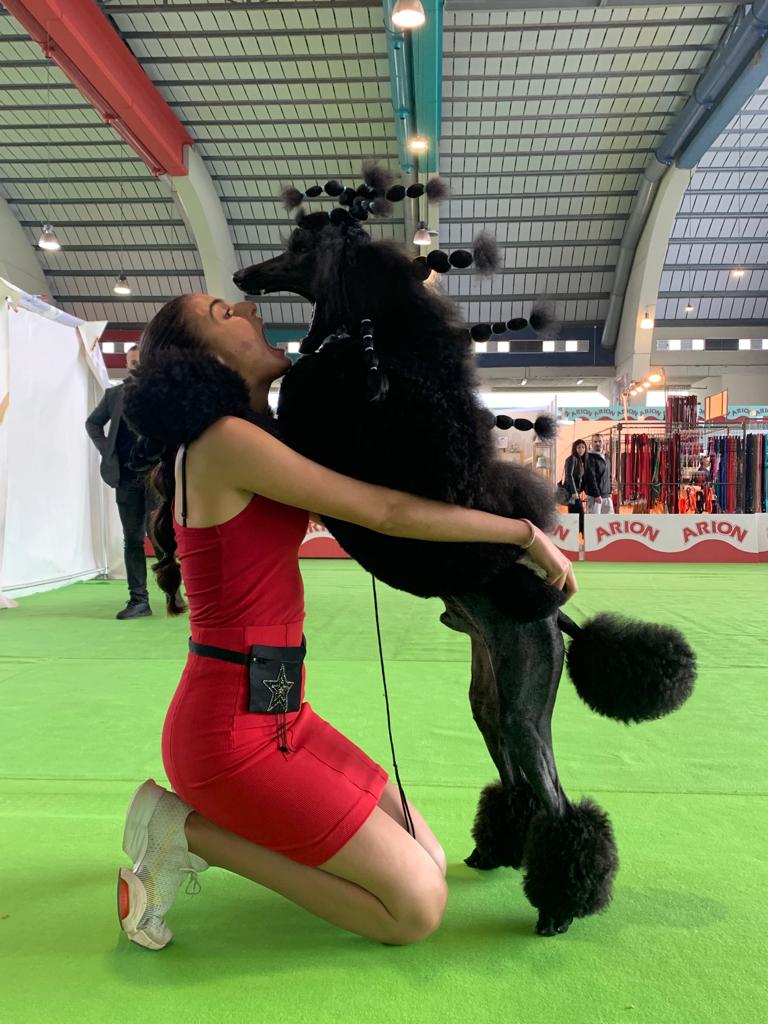 caniches gigantes en españa,criadero de caniches en españa,caniches en españa, caniches gigantes negros, caniche gigantenegro, mejor caniche gigante negro de españa,CANICHES GIGANTES NEGRO EL YOC EDWARD ,CANICHES GIGANTES EN ESPAÑA,CANICHES EN ESPAÑA,CANICHES GIGANTES ESPAÑA,CRIADERO DE CANICHES GIGANTES EN ESPAÑA, caniche gigante en españa, caniche gigante, standard poodle, caniche,