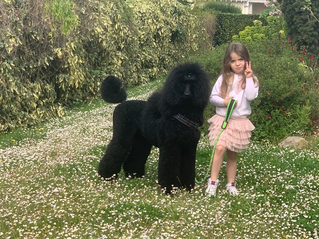 caniches gigantes en españa,criadero de caniches en españa,caniches en españa, caniches gigantes negros, caniche gigantenegro, mejor caniche gigante negro de españa, caniche gigante negro campeon de gibraltar junior,cpc winner gibraltar, subcampeon del mundo y subcampeon de europa 2022,CANICHES GIGANTES NEGRO EL YOC EDWARD ,CANICHES GIGANTES EN ESPAÑA,CANICHES EN ESPAÑA,CANICHES GIGANTES ESPAÑA,CRIADERO DE CANICHES GIGANTES EN ESPAÑA, caniche gigante en españa, caniche gigante, standard poodle, caniche,