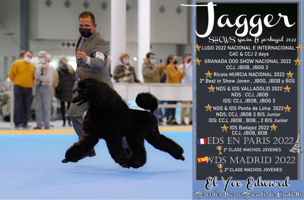 caniches gigantes en españa,criadero de caniches en españa,caniches en españa, caniches gigantes negros, caniche gigantenegro, mejor caniche gigante negro de españa,CANICHES GIGANTES NEGRO EL YOC EDWARD ,CANICHES GIGANTES EN ESPAÑA,CANICHES EN ESPAÑA,CANICHES GIGANTES ESPAÑA,CRIADERO DE CANICHES GIGANTES EN ESPAÑA, caniche gigante en españa, caniche gigante, standard poodle, caniche,
