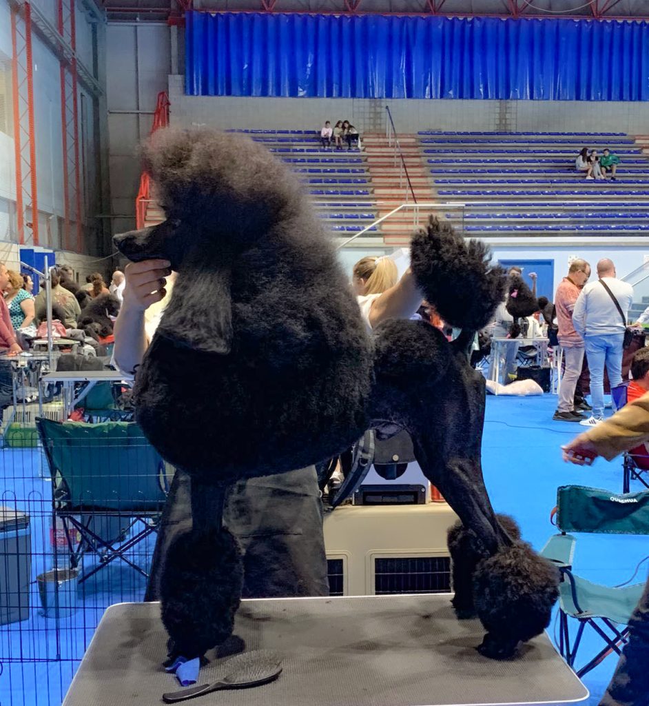 caniches gigantes en españa,criadero de caniches en españa,caniches en españa, caniches gigantes negros, caniche gigantenegro, mejor caniche gigante negro de españa,CANICHES GIGANTES NEGRO EL YOC EDWARD ,CANICHES GIGANTES EN ESPAÑA,CANICHES EN ESPAÑA,CANICHES GIGANTES ESPAÑA,CRIADERO DE CANICHES GIGANTES EN ESPAÑA, caniche gigante en españa, caniche gigante, standard poodle, caniche,