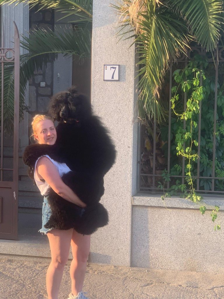 caniches gigantes en españa,criadero de caniches en españa,caniches en españa, caniches gigantes negros, caniche gigantenegro, mejor caniche gigante negro de españa,CANICHES GIGANTES NEGRO EL YOC EDWARD ,CANICHES GIGANTES EN ESPAÑA,CANICHES EN ESPAÑA,CANICHES GIGANTES ESPAÑA,CRIADERO DE CANICHES GIGANTES EN ESPAÑA, caniche gigante en españa, caniche gigante, standard poodle, caniche,