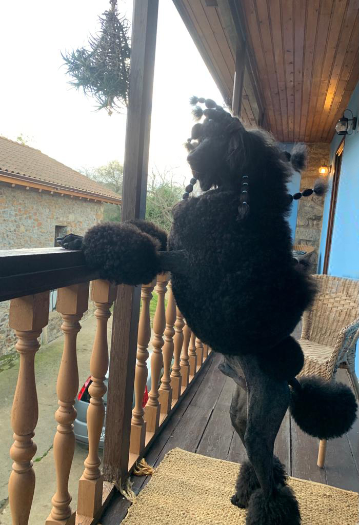 caniches gigantes en españa,criadero de caniches en españa,caniches en españa, caniches gigantes negros, caniche gigantenegro, mejor caniche gigante negro de españa,CANICHES GIGANTES NEGRO EL YOC EDWARD ,CANICHES GIGANTES EN ESPAÑA,CANICHES EN ESPAÑA,CANICHES GIGANTES ESPAÑA,CRIADERO DE CANICHES GIGANTES EN ESPAÑA, caniche gigante en españa, caniche gigante, standard poodle, caniche,