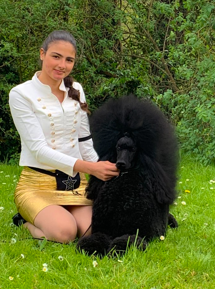 caniches gigantes en españa,criadero de caniches en españa,caniches en españa, caniches gigantes negros, caniche gigantenegro, mejor caniche gigante negro de españa,CANICHES GIGANTES NEGRO EL YOC EDWARD ,CANICHES GIGANTES EN ESPAÑA,CANICHES EN ESPAÑA,CANICHES GIGANTES ESPAÑA,CRIADERO DE CANICHES GIGANTES EN ESPAÑA, caniche gigante en españa, caniche gigante, standard poodle, caniche,