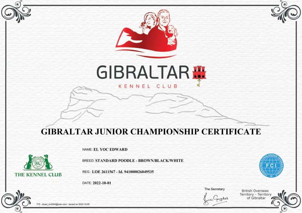 caniches gigantes en españa,criadero de caniches en españa,caniches en españa, caniches gigantes negros, caniche gigantenegro, mejor caniche gigante negro de españa, caniche gigante negro campeon de gibraltar junior