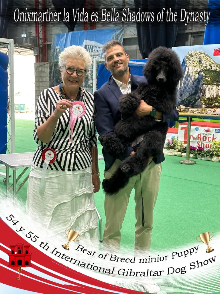 🇬🇮54 y 55 th International Gibraltar Dog Show.🇬🇮
- 🏆Best of Breed minior Puppy🏆
II Concurso en Rozas de Puerto Real
⭐️ ⭐️ Campeona muy cachorros grupo 9 ⭐️ ⭐️
🏆2 mejor Muy baby🏆 caniche gigante negro