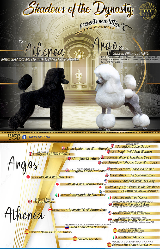 cachorros caniche,cachorros caninches gigantes,cachorrocaniche gigante,cachorros caniche en españa, cachorros caniche gigante españa